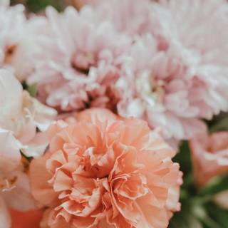 Peach roses wallpaper