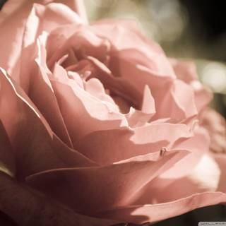 Peach roses wallpaper