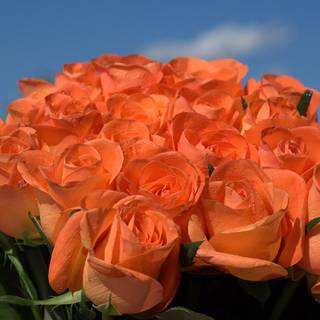 Peach roses wallpaper