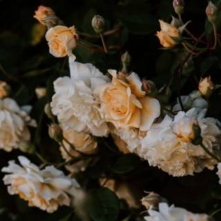 Peach roses wallpaper