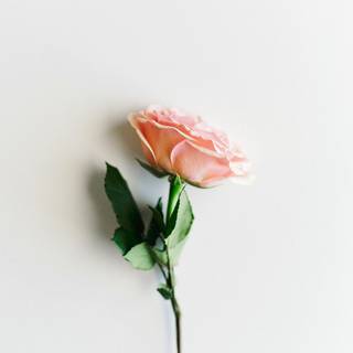 Peach roses wallpaper