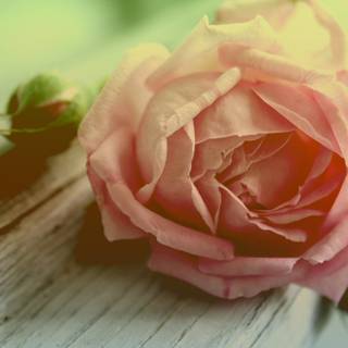 Peach roses wallpaper