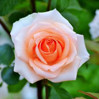 Peach roses wallpaper