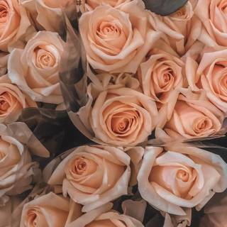 Peach roses wallpaper