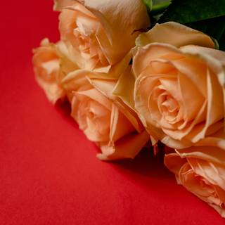 Peach roses wallpaper