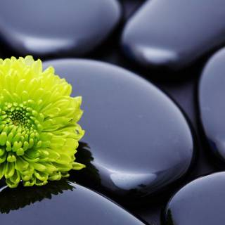 1920x1080 flower wallpaper