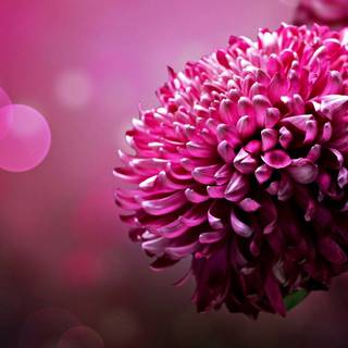 1920x1080 flower wallpaper