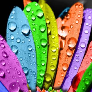 1920x1080 flower wallpaper