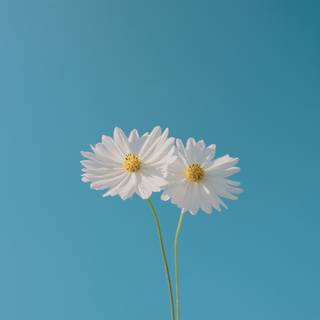 1920x1080 flower wallpaper