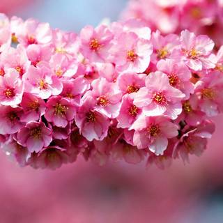 1920x1080 flower wallpaper