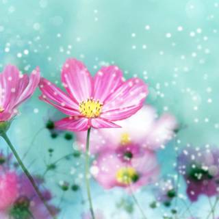 1920x1080 flower wallpaper