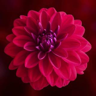 1920x1080 flower wallpaper