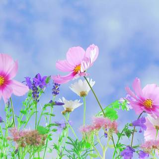 1920x1080 flower wallpaper