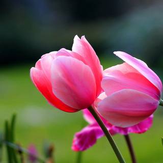 1920x1080 flower wallpaper