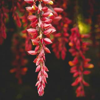 Red flower 4k wallpaper