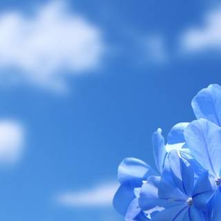 1920x1080 flower wallpaper