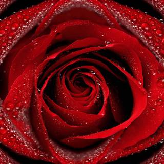 1920x1080 flower wallpaper