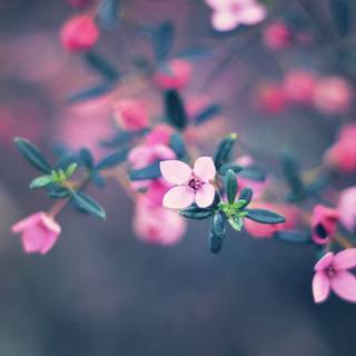 1920x1080 flower wallpaper