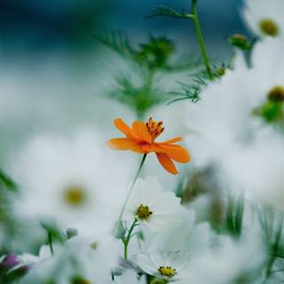 1920x1080 flower wallpaper