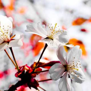 1920x1080 flower wallpaper