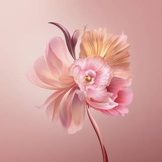 Flower PC wallpaper
