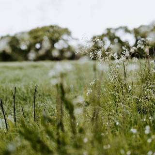 Aesthetic spring meadow wallpaper
