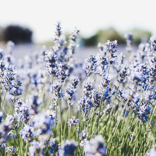 Aesthetic spring meadow wallpaper