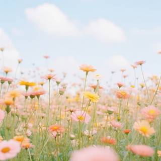 Aesthetic spring meadow wallpaper