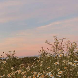 Aesthetic spring meadow wallpaper