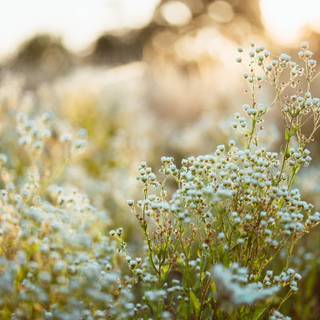 Aesthetic spring meadow wallpaper