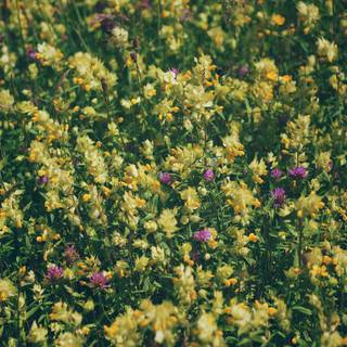 Aesthetic spring meadow wallpaper