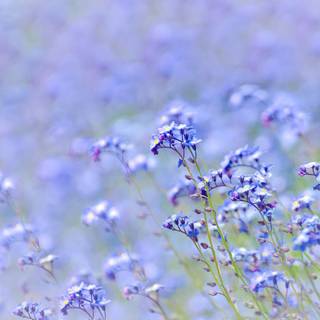 Aesthetic spring meadow wallpaper