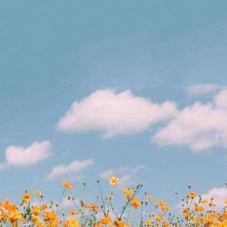 Aesthetic spring meadow wallpaper