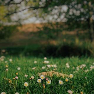 Aesthetic spring meadow wallpaper