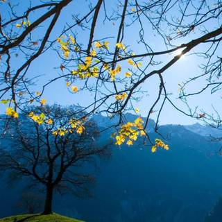 Switzerland summer iPhone wallpaper