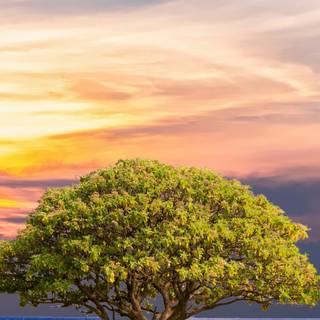 iPhone summer 4k wallpaper