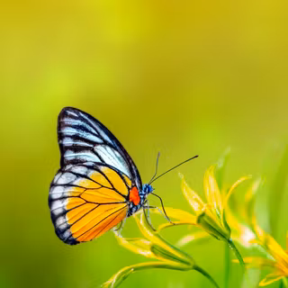 8k spring phone wallpaper