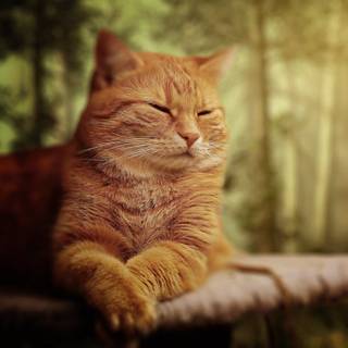 Orange kitty wallpaper