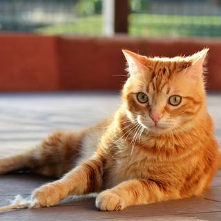 Ginger cat 4k wallpaper