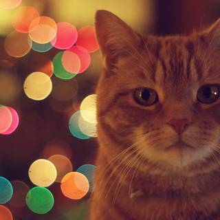 Ginger cat 4k wallpaper