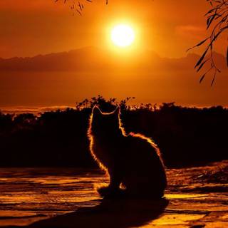 Sunset 4k mobile wallpaper