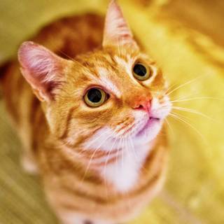 Ginger cat 4k wallpaper