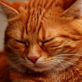 Ginger cat 4k wallpaper