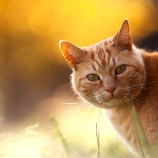 Orange kitty wallpaper