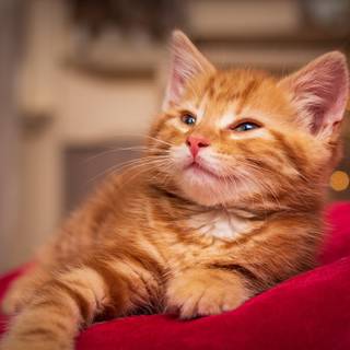 Ginger cat 4k wallpaper