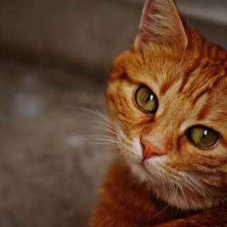 Ginger cat 4k wallpaper