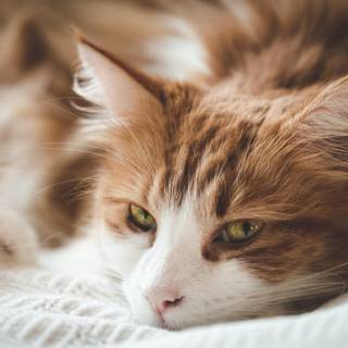 Ginger cat 4k wallpaper