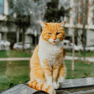 Ginger cat 4k wallpaper