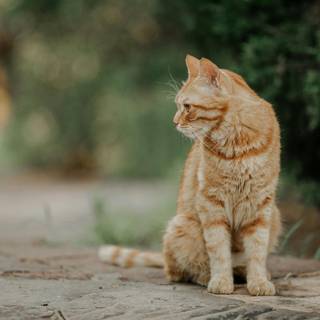 Ginger cat 4k wallpaper