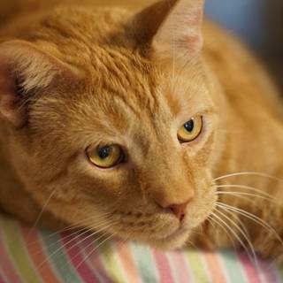 Ginger cat 4k wallpaper